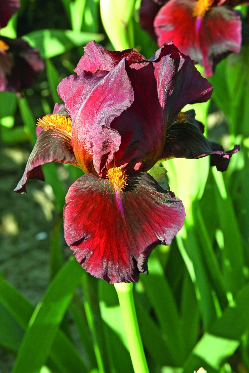 Saksankurjenmiekka Red Zinger Iris germanica - FLÖR verkkokauppa
