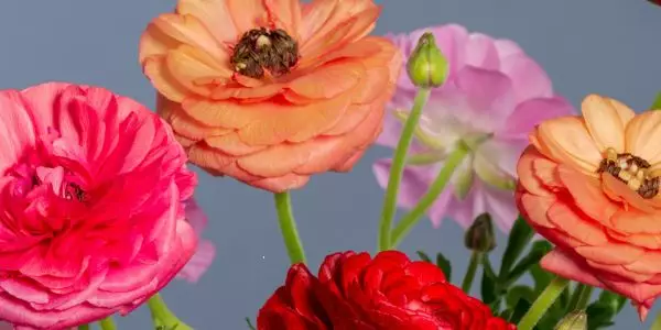 Kevään kukkasipulit 44