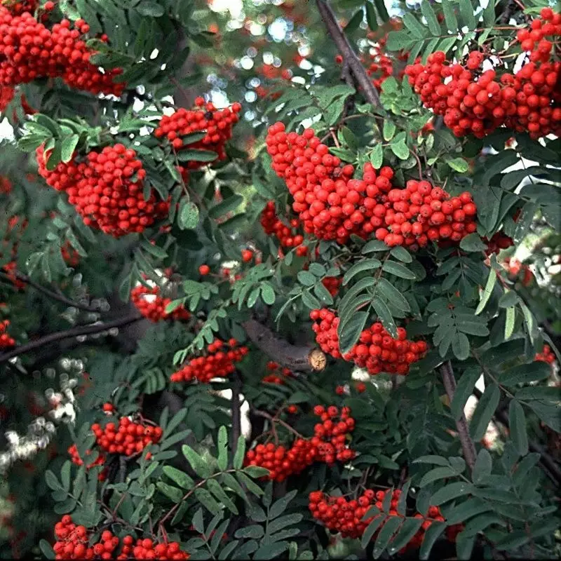 Kotipihlaja Sorbus Aucuparia FLOR Verkkokauppa Kotipihlaja Sorbus Aucuparia FLOR Verkkokauppa