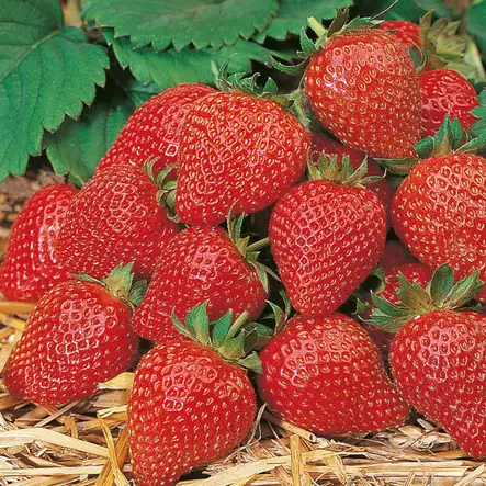 Amppelimansikka Elan - Mansikat - 21010 - 1