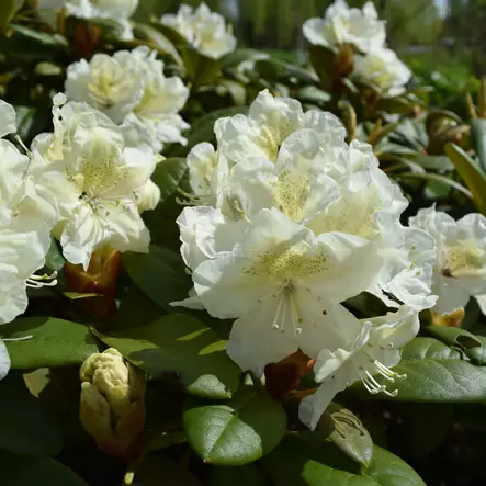 Japaninalppiruusu Alli - Alppiruusut ja atsaleat - 35130 - 1