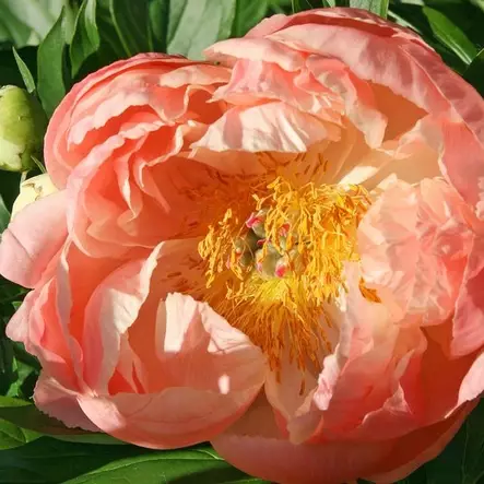 Kiinanpioni Coral Charm - Perennat - 74030 - 2