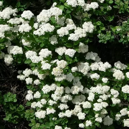 Koivuangervo - Koristepensaat - 4680 - 1