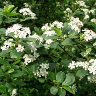 Koristearonia C2 - Koristepensaat - 45170 - 2