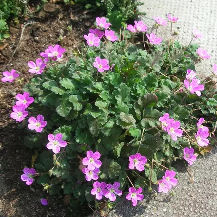 Korukurjennokka Bishop's Form - Perennat - 72030 - 2