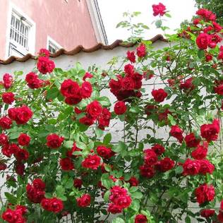 Köynnösruusu Parkdirektör Riggers - Köynnösruusut - 30830 - 2