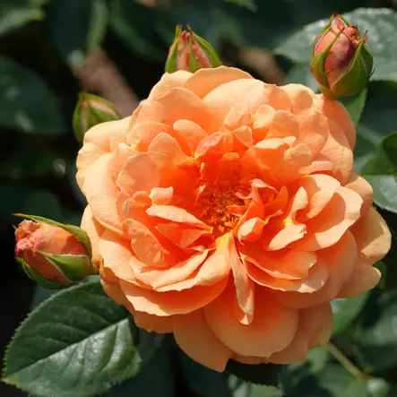 Köynnösruusu Skyline - Köynnösruusut - 30840 - 1