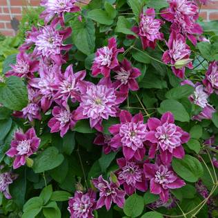 Loistokärhö My Darling - Köynnöskasvit - 50770 - 1