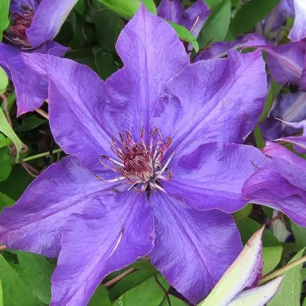 Loistokärhö The President - Köynnöskasvit - 5110 - 1