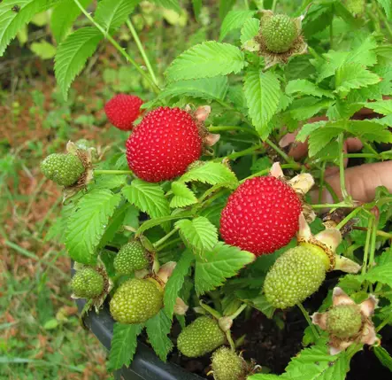 Mansikkavadelma - Vadelmat - 22030 - 1