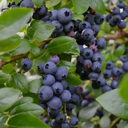 Pensasmustikka Jorma - Mustikat - 2250 - 1