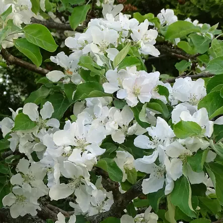 Perheomenapuu 3 lajiketta - Omenapuut - 1250 - 1