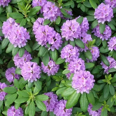 Puistoalppiruusu Grandiflorum - Alppiruusut ja atsaleat - 35500 - 1