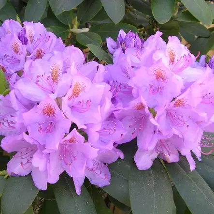 Puistoalppiruusu Grandiflorum - Alppiruusut ja atsaleat - 35500 - 2