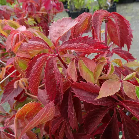 Säleikkövilliviini - Köynnöskasvit - 5180 - 2