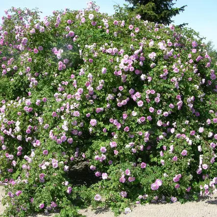 Suviruusu Poppius - Puistoruusut - 2700 - 2