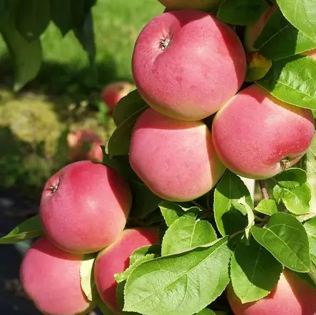 Syysomena Melba Punainen - Omenapuut - 1140 - 1