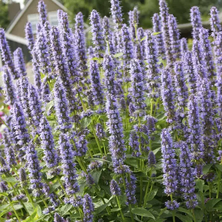 Tarhaiiso Blue Fortune - Perennat - 7020 - 1