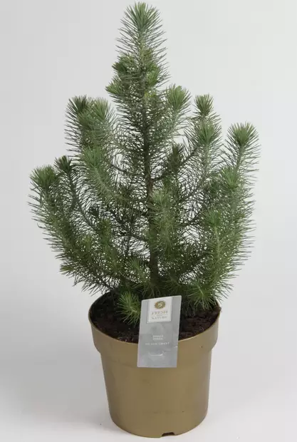 Huonemänty Silver Crest ø17 cm - Joulukauppa - 129080 - 1