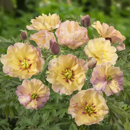 Itoh-pensaspioni Canary Brilliants - Perennat - 73860 - 1