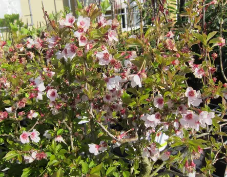 Japaninkääpiökirsikka Kojou-no-mai - Koristepensaat - 43630 - 1
