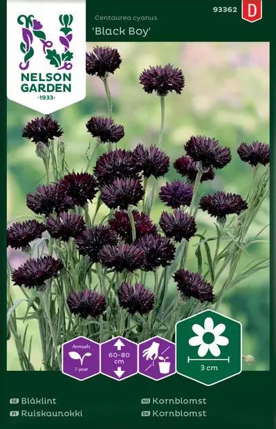 Kaunokki, Ruis-, Black Boy - Kukkien ja koristeheinien siemenet - 7312600933620 - 0