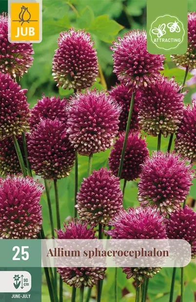 Laukka Sphaerocephalon 25kpl/pkt - Muut kukkasipulit - 8712438517600 - 1