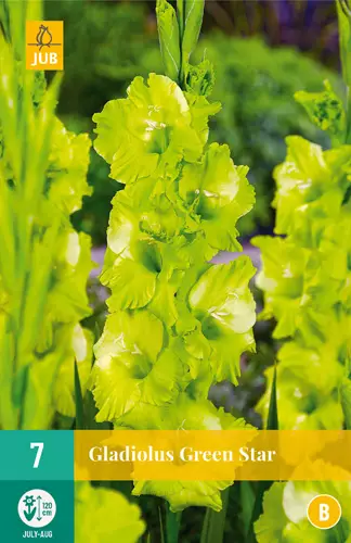 Miekkalilja Green Star 7 kpl/pkt - Miekkaliljat - 8712438616730 - 3