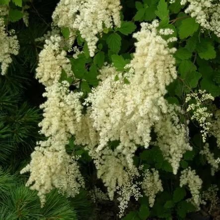 Nukka-Angervo - Koristepensaat - 45750 - 2