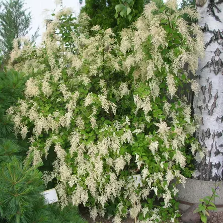 Nukka-Angervo - Koristepensaat - 45750 - 1