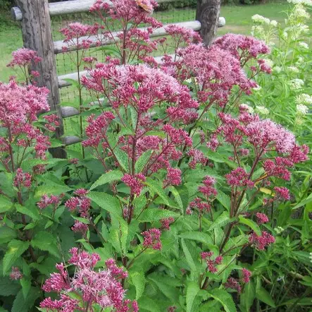 Pikkupunalatva Red Dwarf - Perennat - 72080 - 1