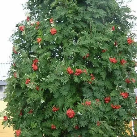 Pylväspihlaja Fastigiata - Koristepuut - 41880 - 2