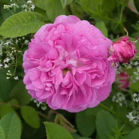 Ranskanruusu Anais Segales omaj. - Puistoruusut - 2470 - 1