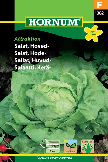 Salaatti, Kerä- Siemennauha, Attraktion - Vihannesten ja yrttien siemenet - 5708787013620 - 0