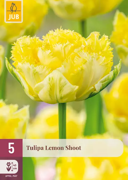 Tulpaani Lemon Shoot 5 kpl/pkt - Tulppaanit - 8720873008850 - 1