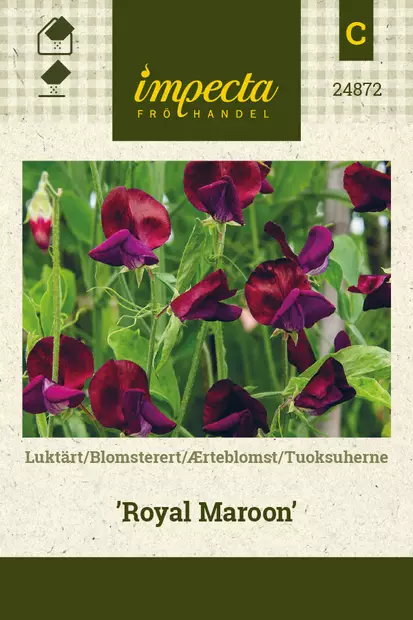 Tuoksuherne Royal Maroon - Kukkien ja koristeheinien siemenet - 7332756248720 - 0