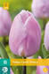 Tulppaani Candy Prince 7 kpl/pkt - Tulppaanit - 8712438502170 - 2
