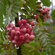 Arnoldinpihlaja Kirsten Pink - Koristepuut - 41930 - 1