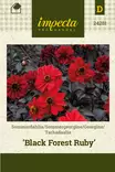 Daalia Black Forest Ruby - Kukkien ja koristeheinien siemenet - 7332756242810 - 1
