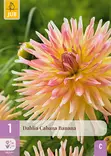 Daalia Cabana Banana 1 kpl/pkt -  - 8712438990540 - 1