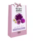Daalia Purple Love 4 kpl/pkt - Daaliat - 8712438757730 - 0