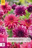 Daalia Purple Summer 3 kpl/pkt -  - 8720873001080 - 1