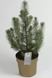 Huonemänty Silver Crest ø17 cm - Joulukauppa - 129080 - 1