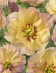 Itoh-pensaspioni Canary Brilliants - Perennat - 73860 - 2