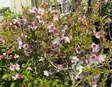 Japaninkääpiökirsikka Kojou-no-mai - Koristepensaat - 43630 - 1