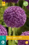 Jättilaukka Ambassador - Kukkasipulit - 8712438517020 - 2