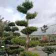 Kartiotuija Brabant Bonsai - Bonsait ja erikoishavut - 84960 - 1