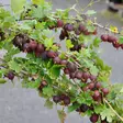 Karviainen Lepaan Punainen - Herukat ja karviaiset - 2120 - 1