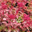 Kaukasianmaksaruoho Fuldaglut - Perennat - 75310 - 1