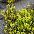 Keltamaksaruoho - Perennat - 7510 - 1